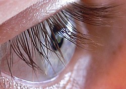 Get Longer Eyelashes the Natural way
